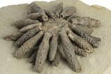 Jurassic Fossil Urchin (Reboulicidaris) - Amellago, Morocco #194866-1